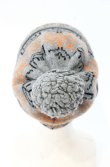 画像4: ヴィヴィアンウエストウッド 中古 / ボンボン付キニットキャップ F オレンジｘグレー  O-26-10-11-106-ha-YM-OS (4)